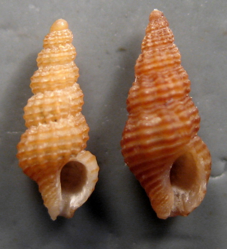 Famiglia Buccinidae: il genere Chauvetia